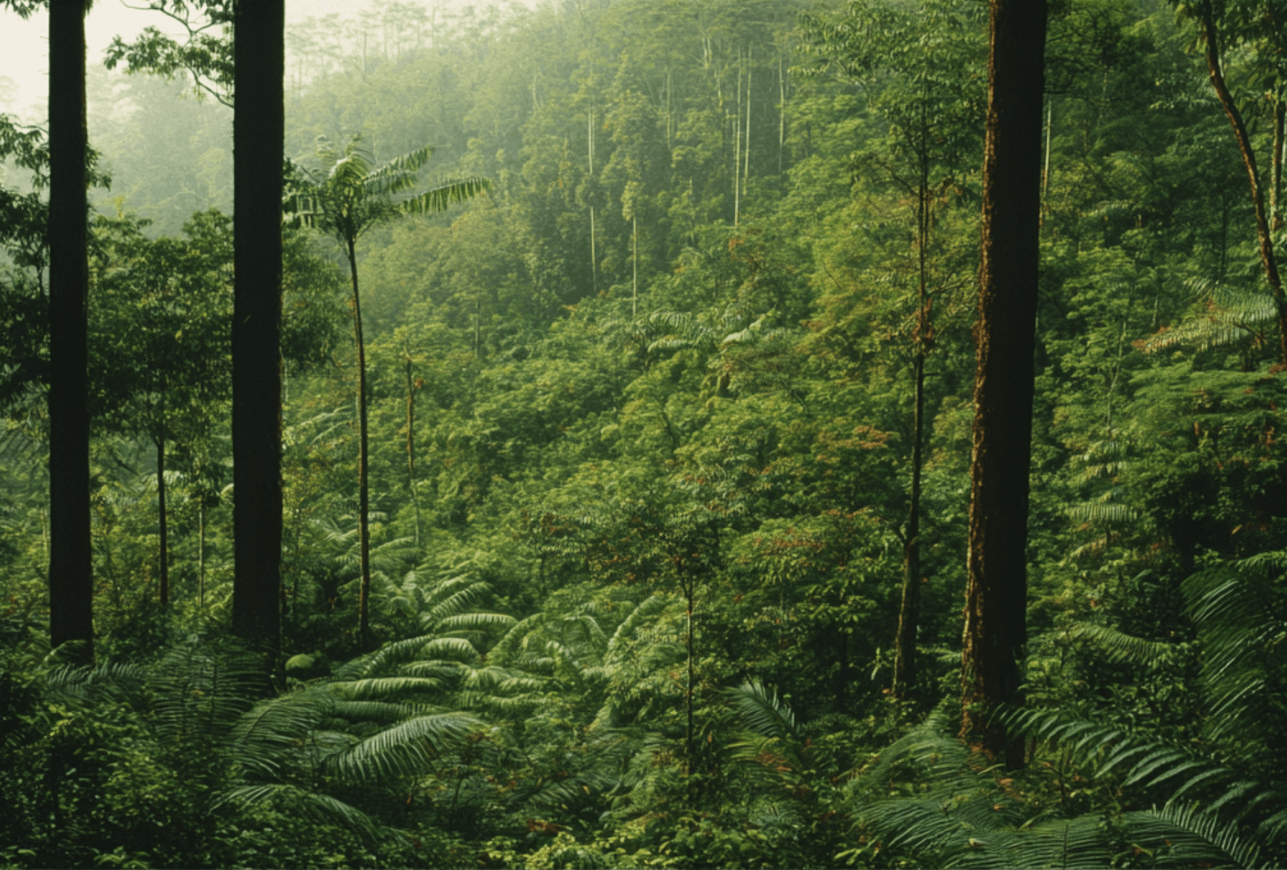 Pure Native Regeneration (Tropical Regen Focus)